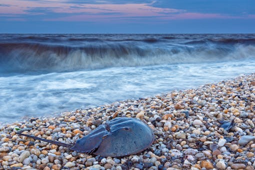 Lone Horseshoe Crab