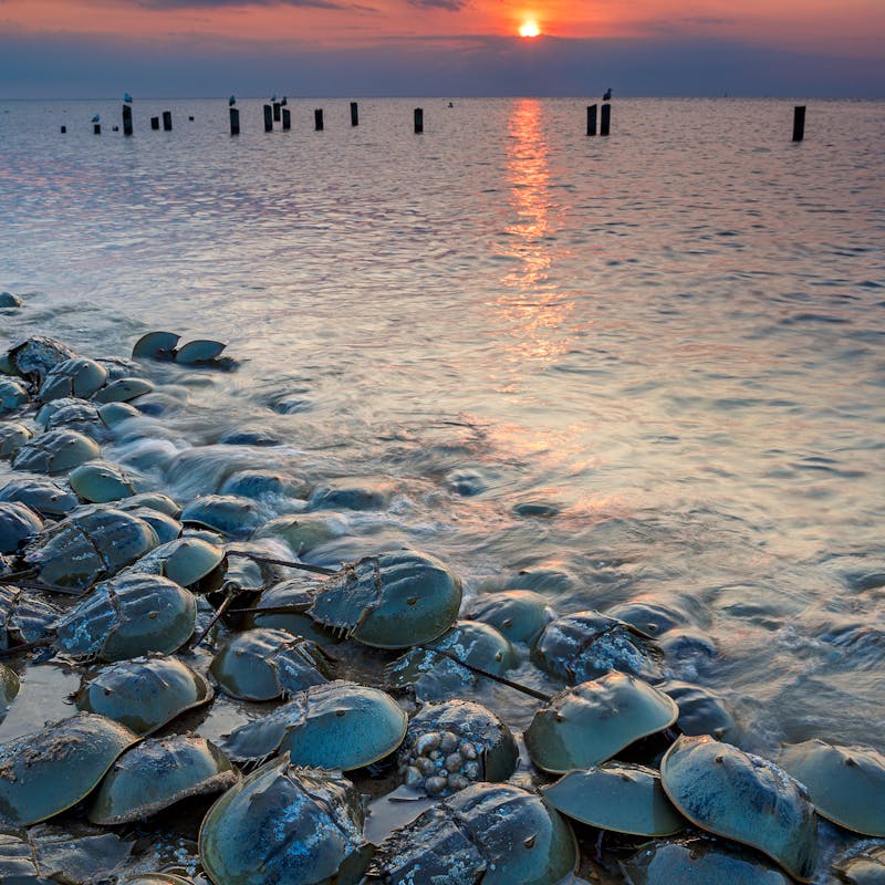 Horseshoe Crabs on a beach