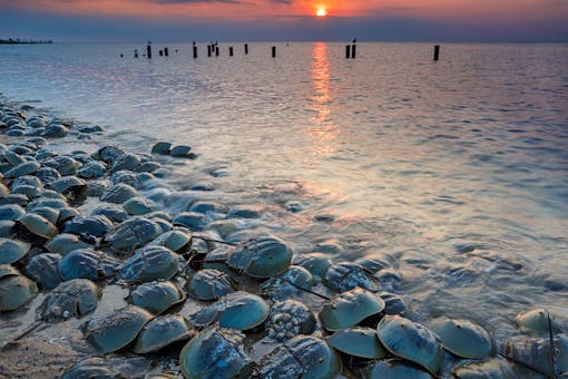 Horseshoe Crabs on a beach