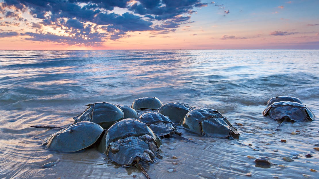 Horseshoe Crabs