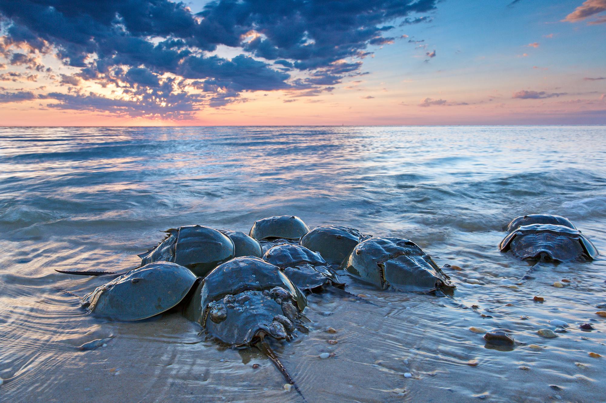 Horseshoe Crabs