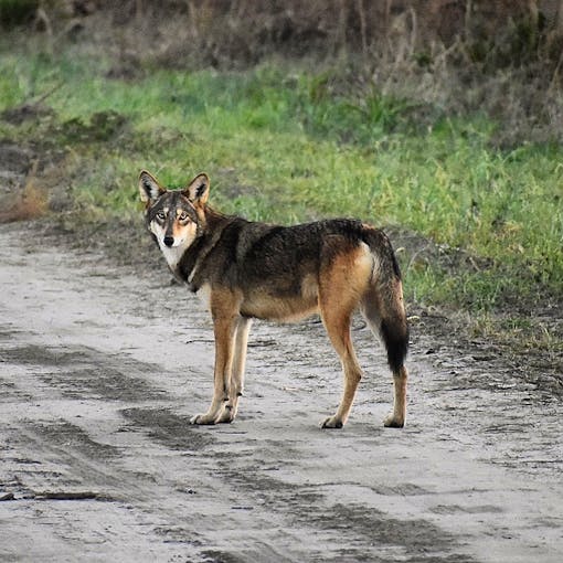 Red wolf in Alligator River NWR