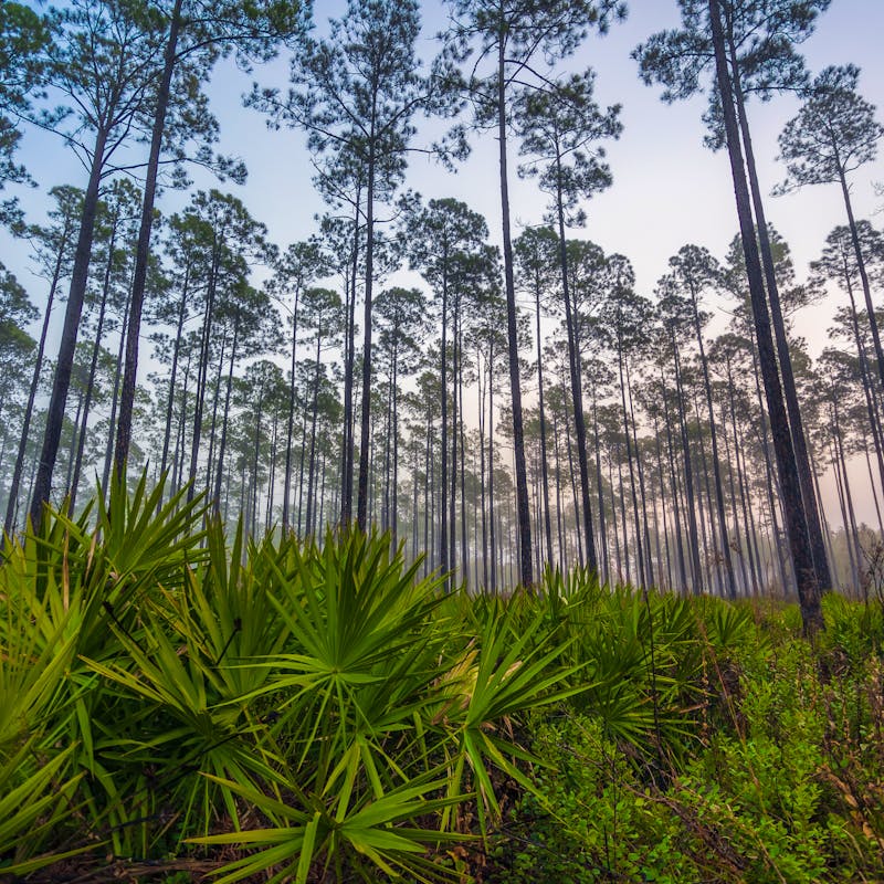 Saw palmetto Okefenokee NWR