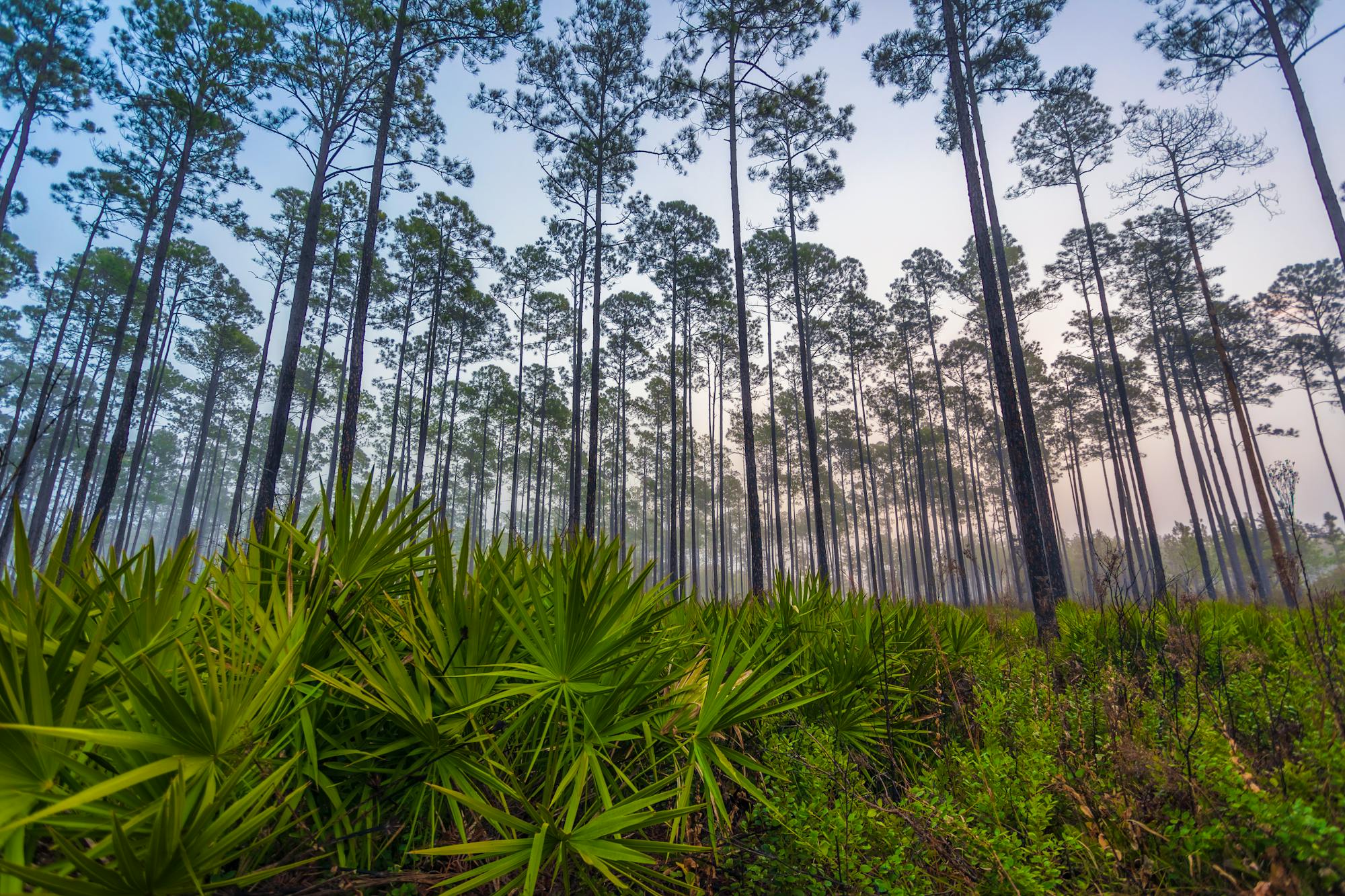 Saw palmetto Okefenokee NWR
