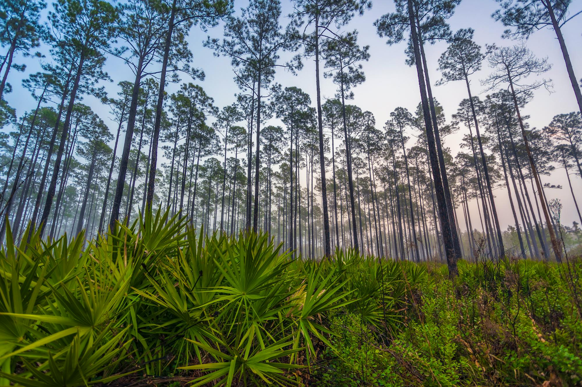 Saw palmetto Okefenokee NWR