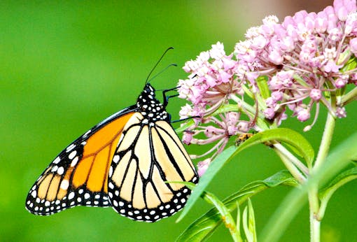 Monarch Butterfly on Swamp Milkweed Michigan