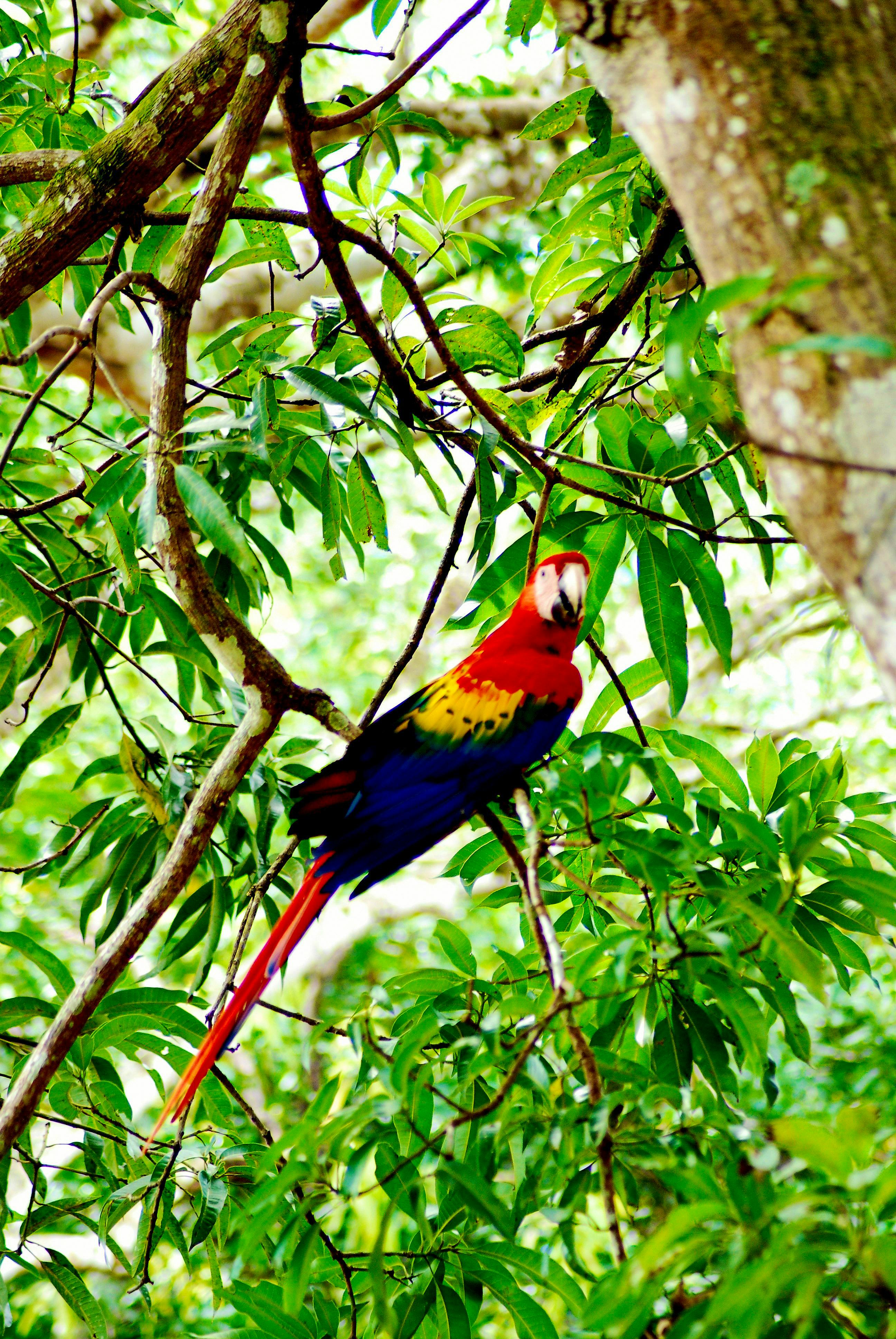Scarlet Macaw Costa Rica