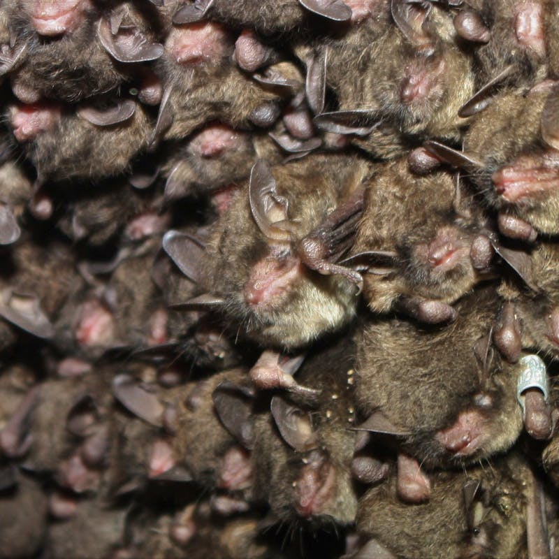 Cluster of endangered Indiana bats