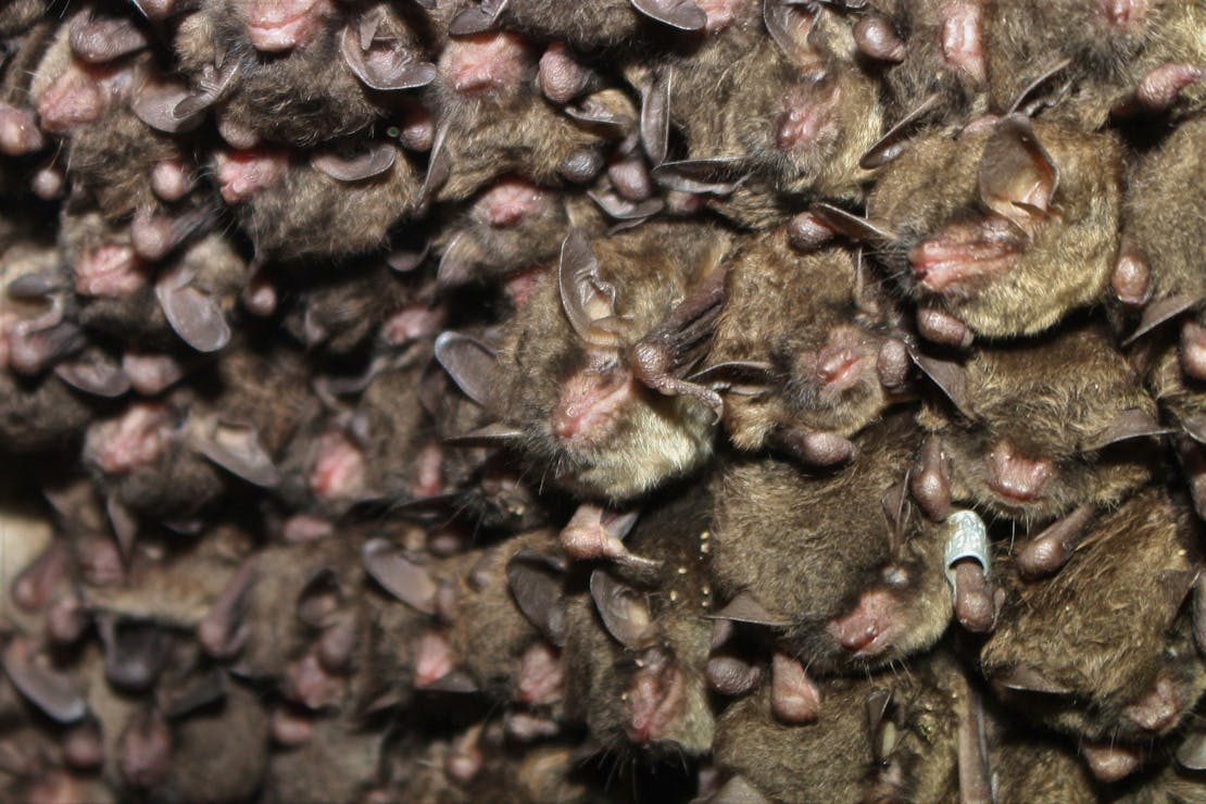 Cluster of endangered Indiana bats 