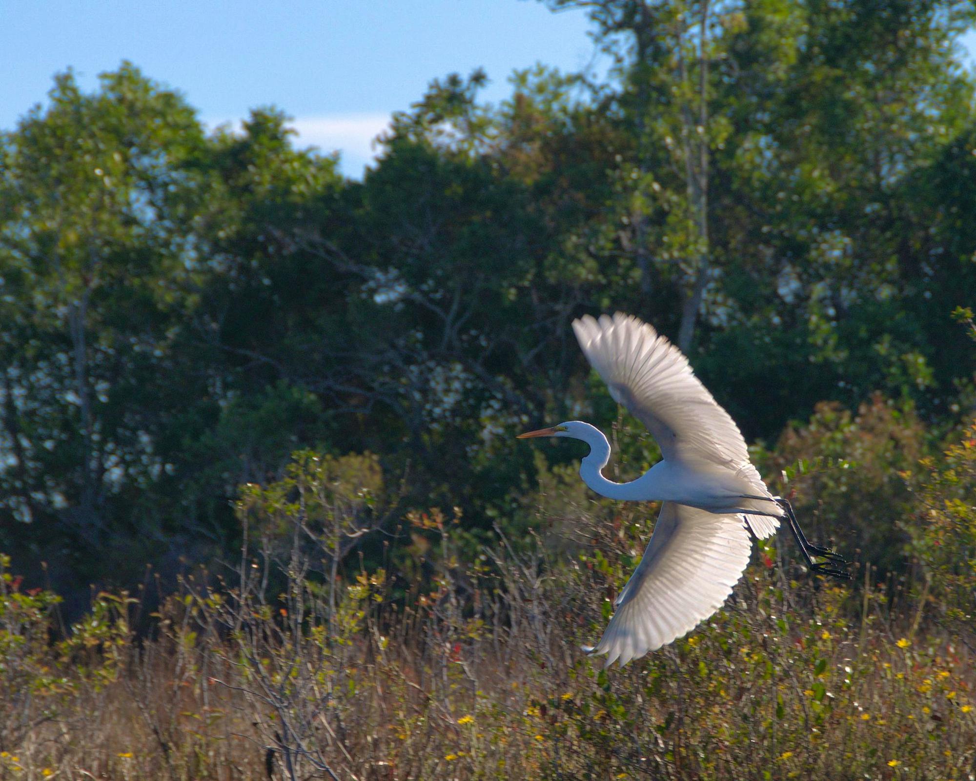 Great Egret in flight in Okefenokee NWR