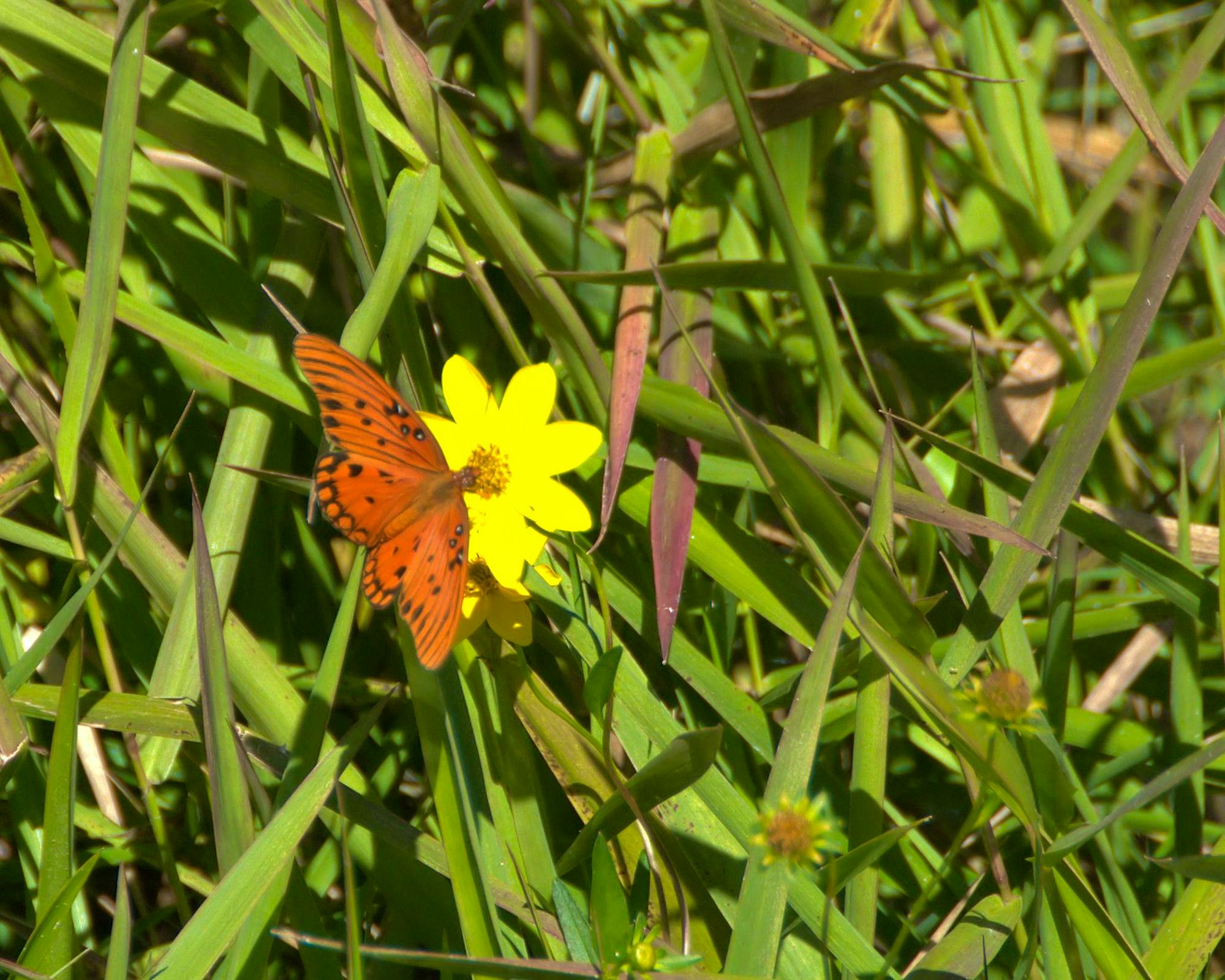 Butterfly on a flower in Okefenokee NWR