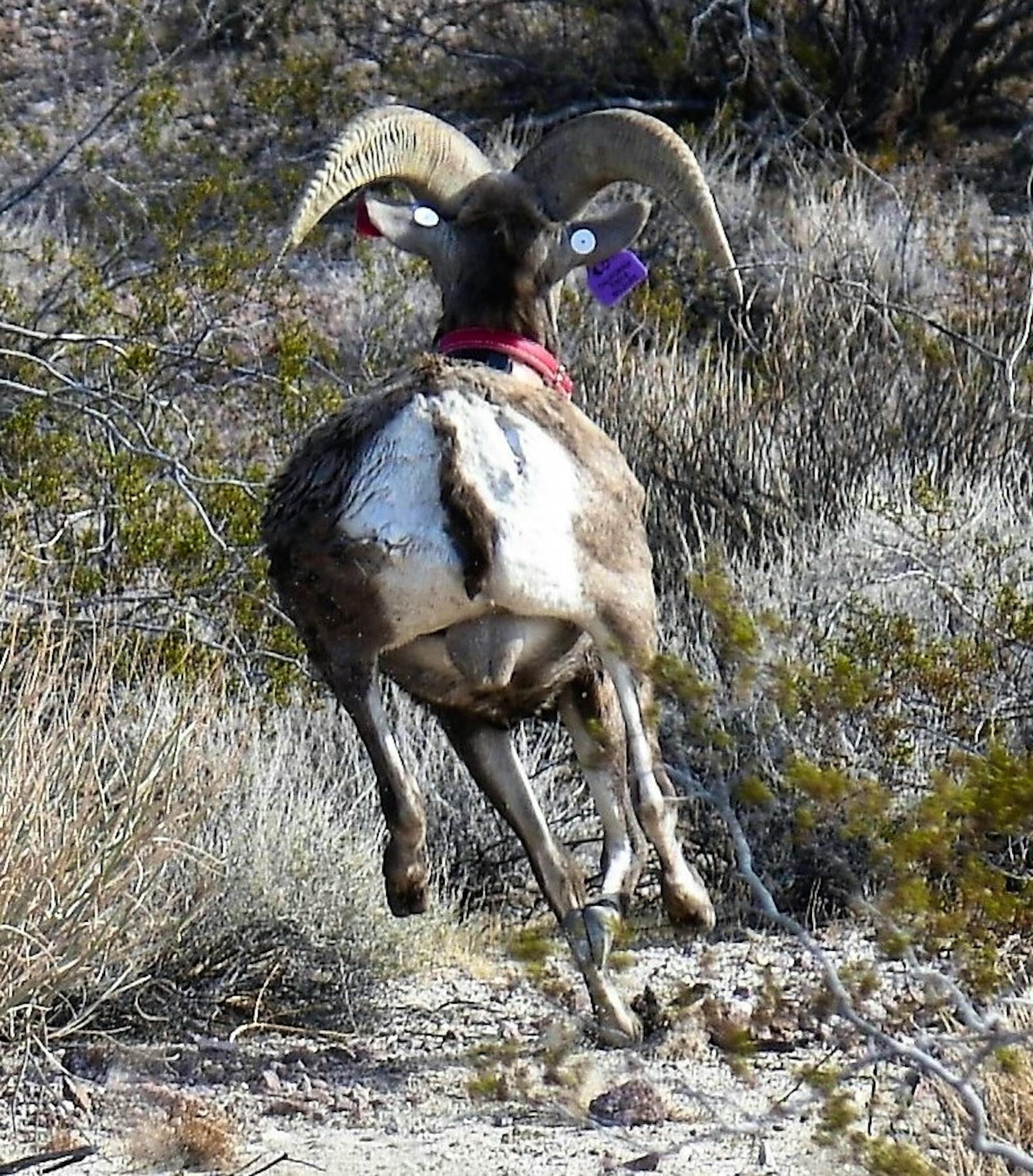 A Desert bighorn ram is released following health processing back to his Marble Mountains haunts in the California Desert.