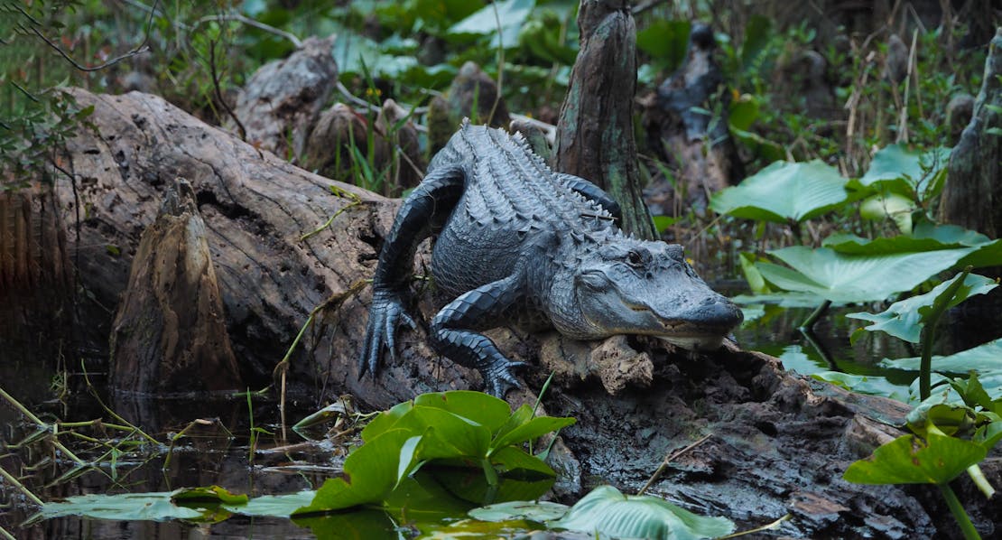 Alligator in Okefenokee National Wildlife Refuge