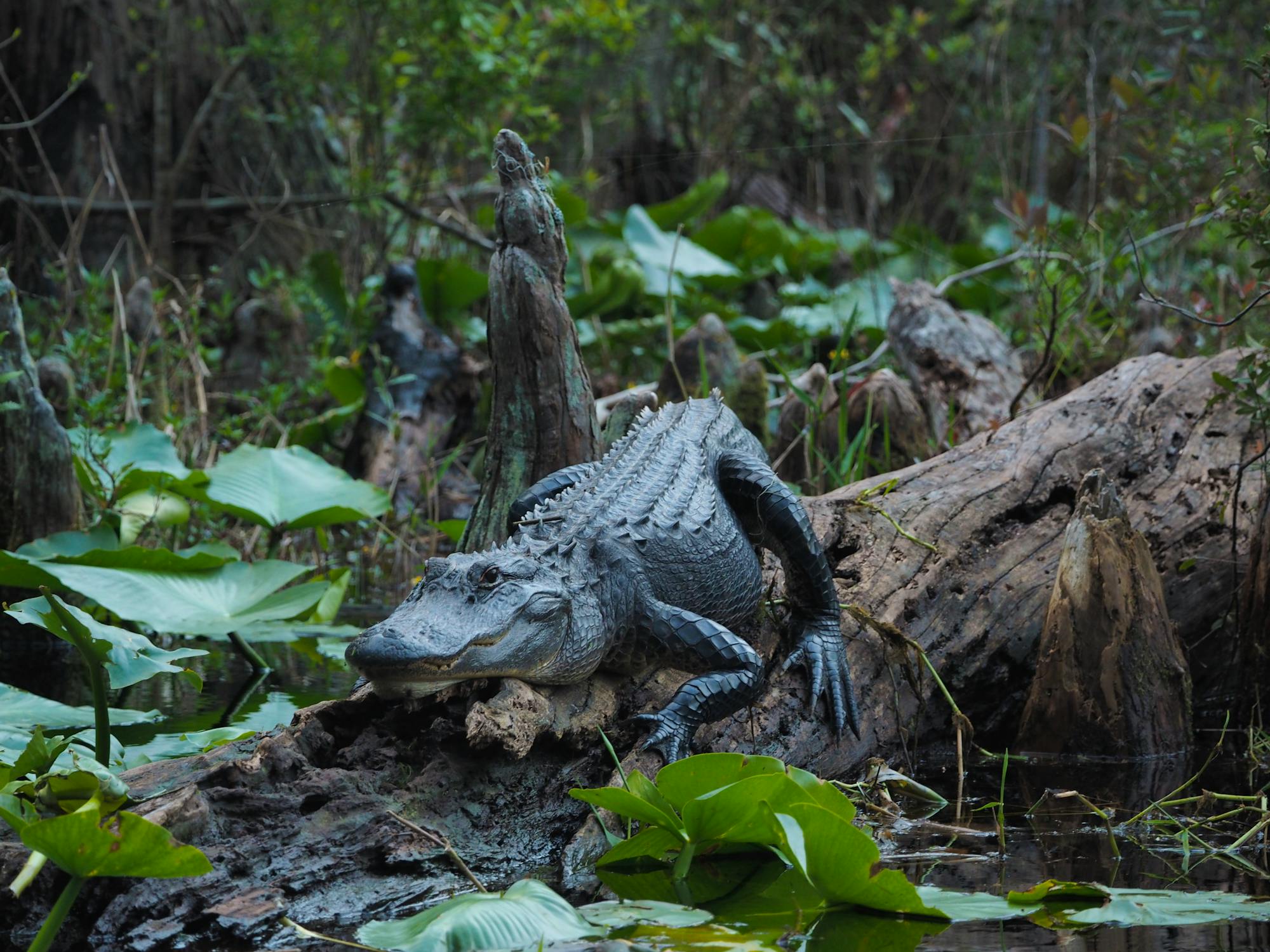 Alligator in Okefenokee NWR