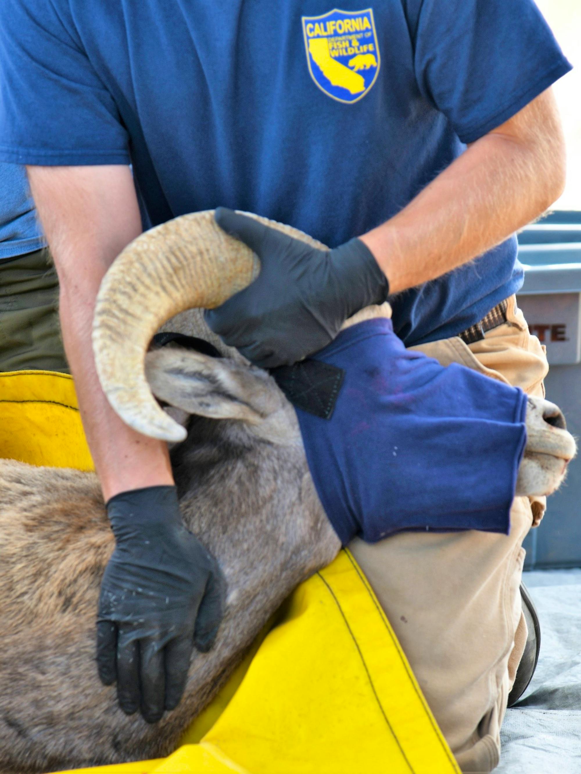 California Department of Fish and Wildlife’s Wildlife Investigations Laboratory is closely involved with health data processing and analysis.