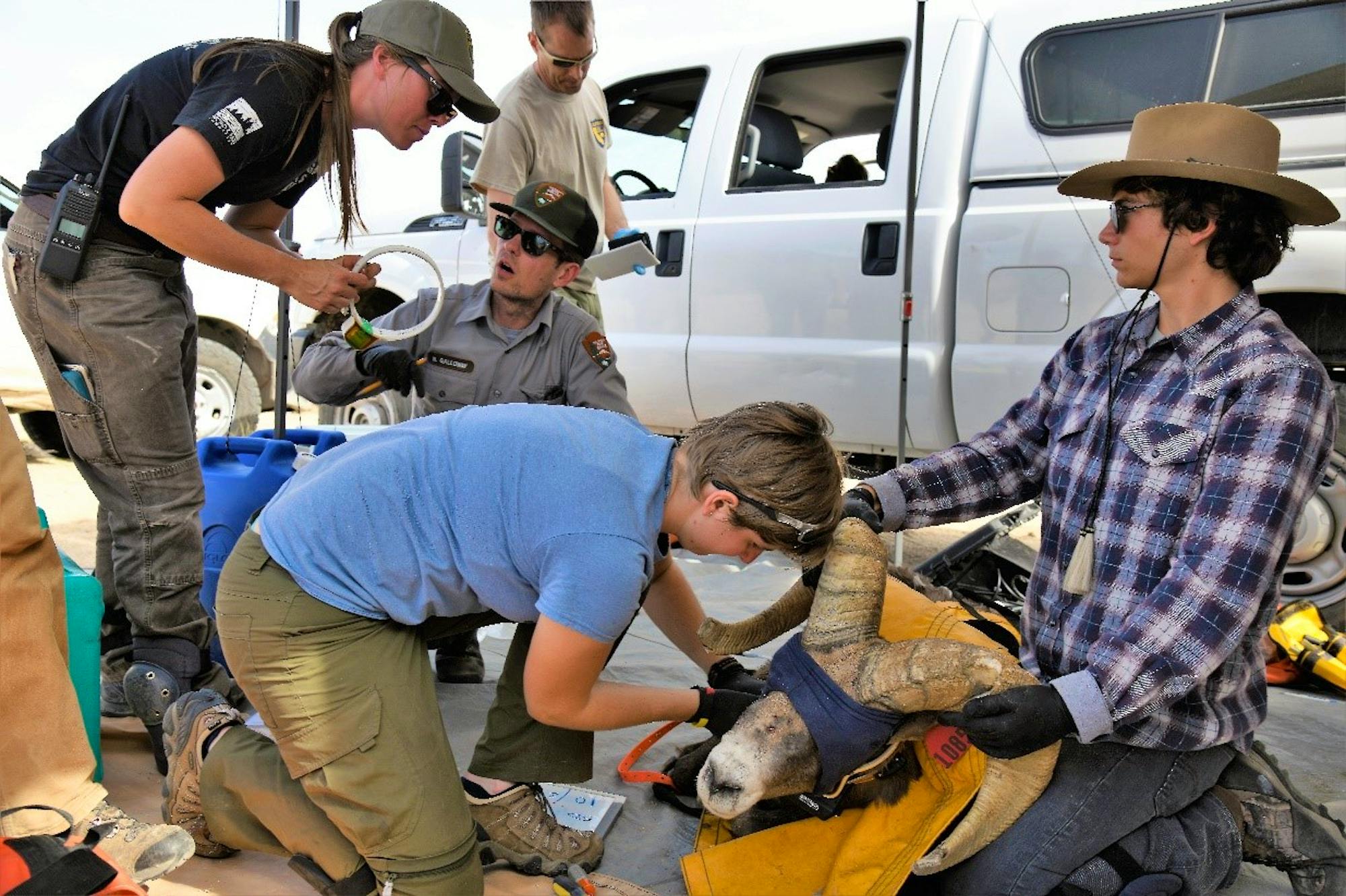 Captured Desert bighorn sheep are processed both carefully and quickly by an experienced team of agency personnel and trained volunteers