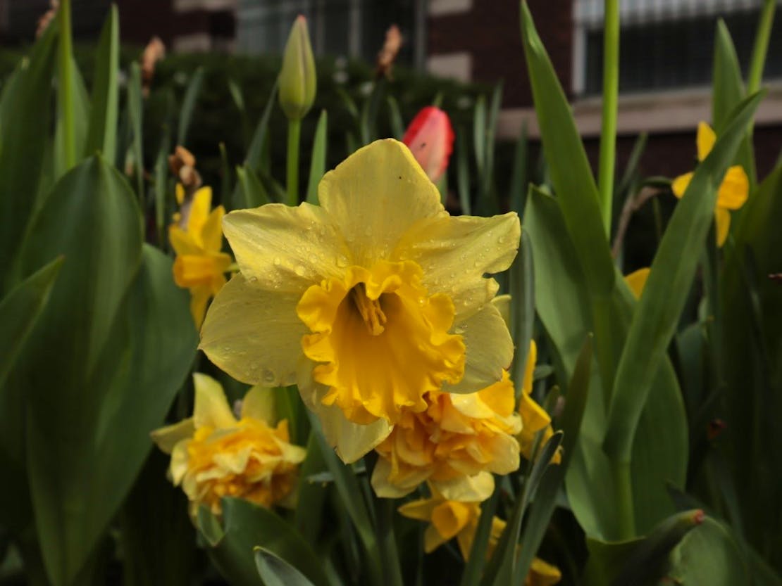 Daffodil in DC