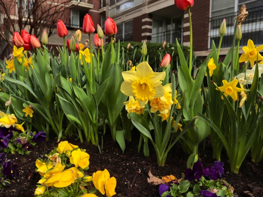 Daffodil and tulips