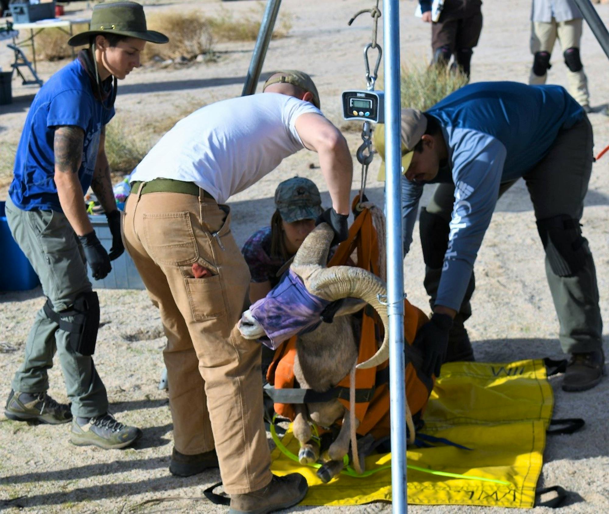 Desert bighorn sheep are carefully weighed and measured by an experienced processing team, with oversight provided by an onsite CDFW Veterinarian. 