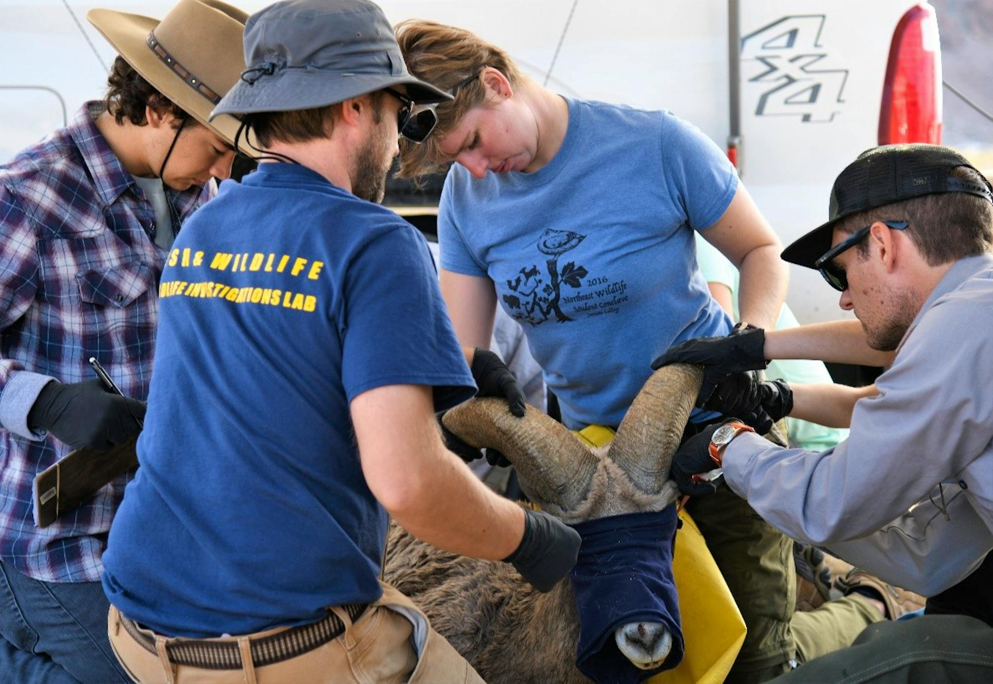 Desert bighorn sheep are carefully weighed and measured by an experienced processing team, with oversight provided by an onsite CDFW Veterinarian