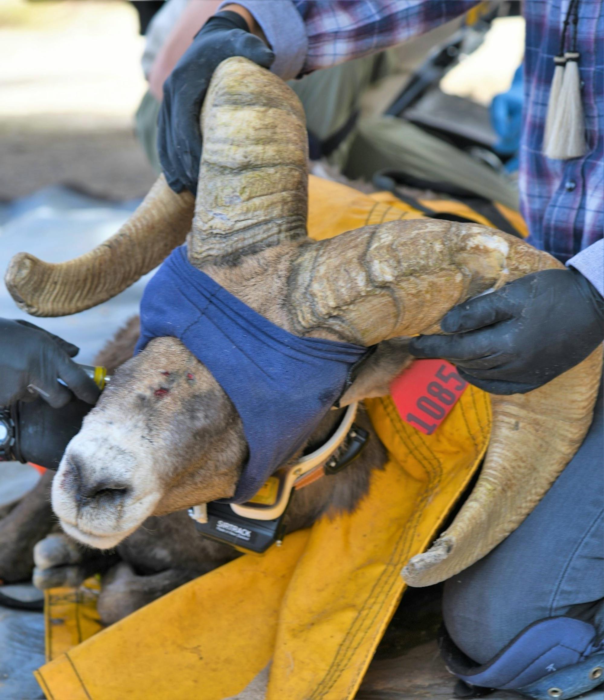 Desert bighorn sheep are powerful animals and must be very carefully handled to minimize harm to both the animal and handler.