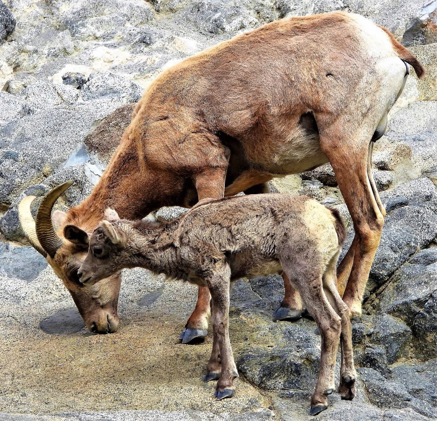 Desert bighorn sheep ewe and lamb