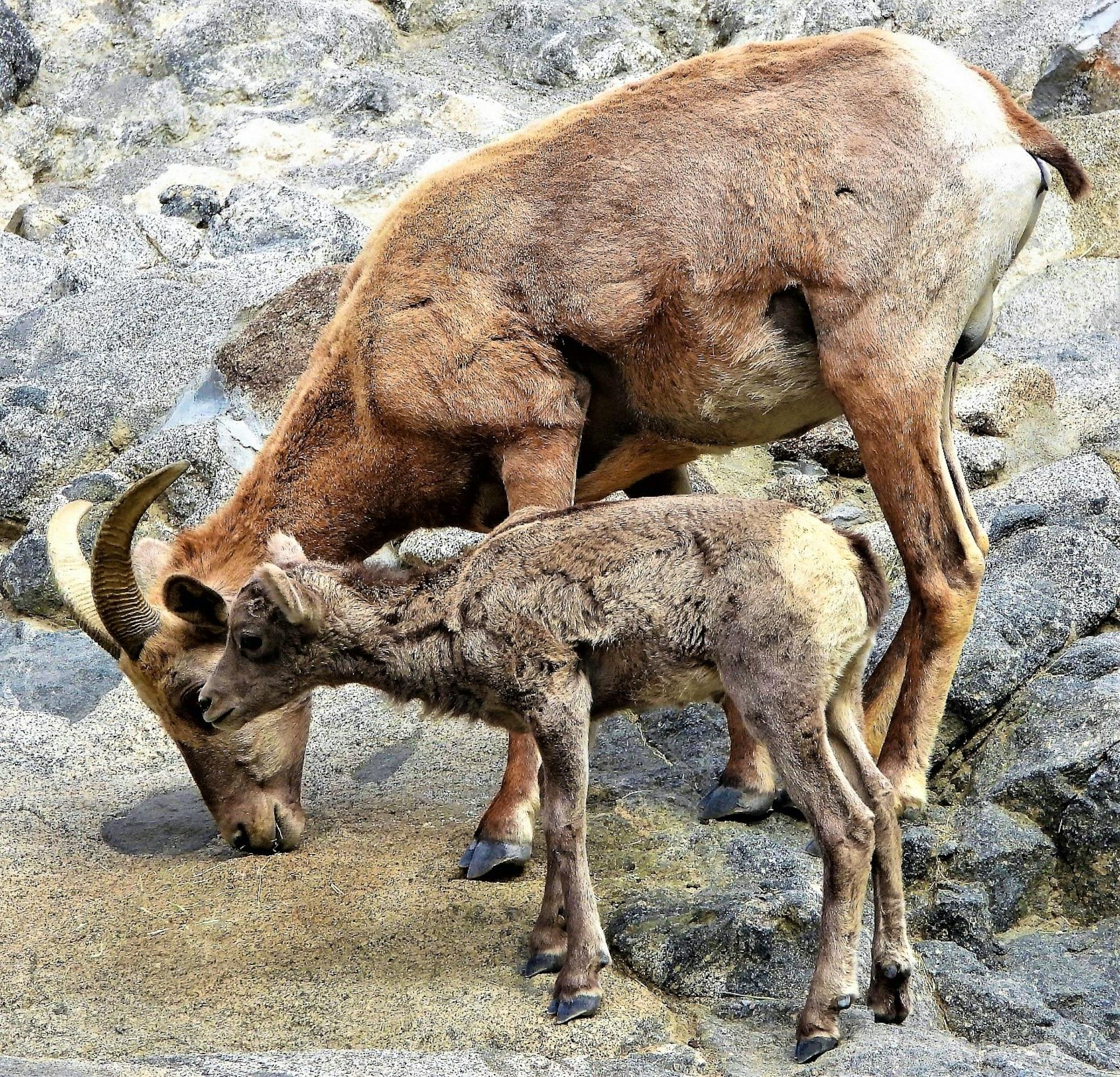 Desert bighorn sheep ewe and lamb