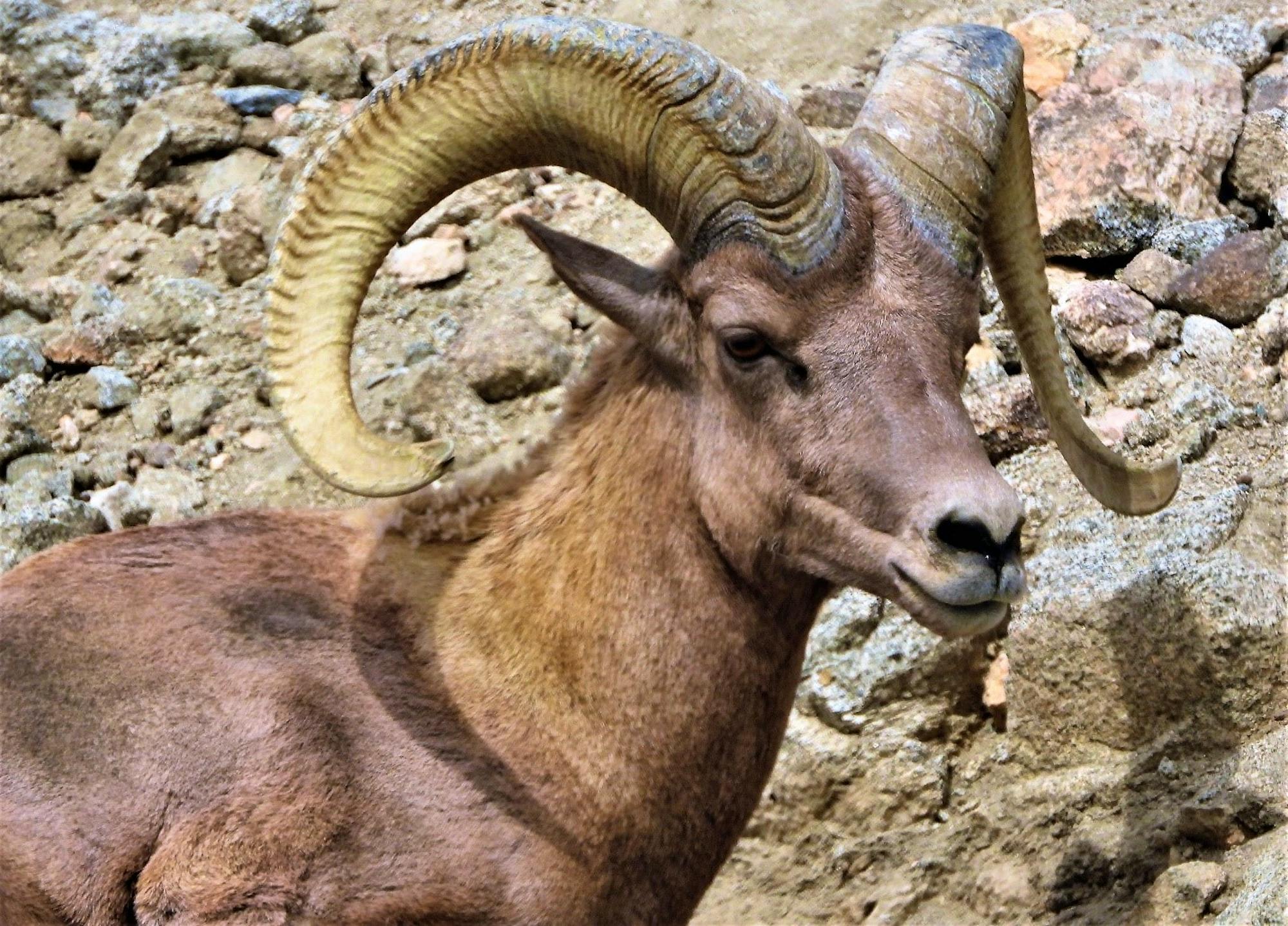 Desert bighorn sheep ram