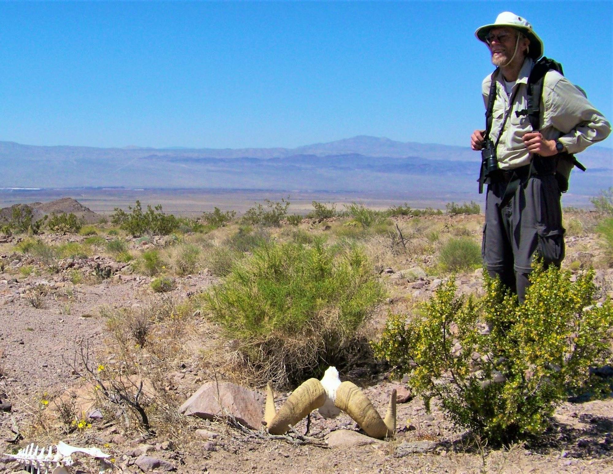 Dr John Wehausen overlooking bighorn ram skeleton at a previously proposed solar farm in the Pisgah Valley 