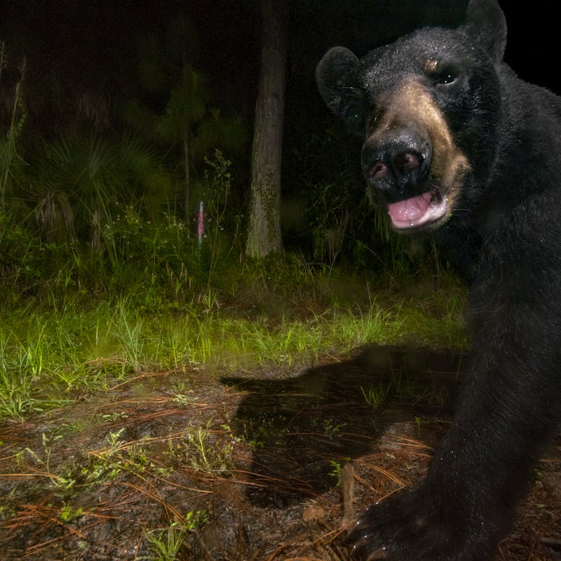 Florida black bear
