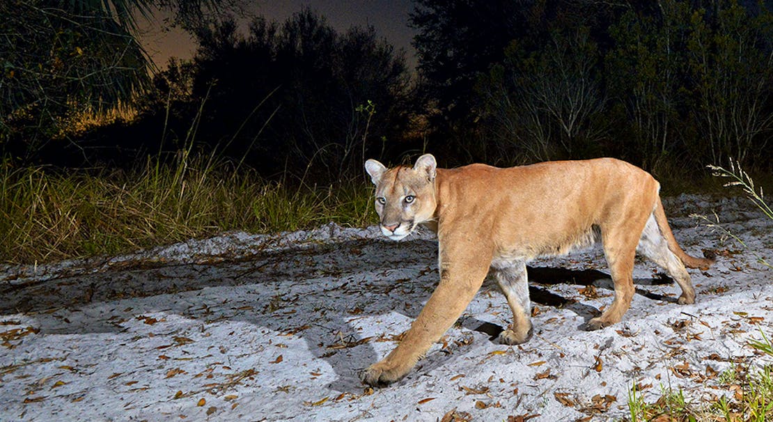 Florida Panther