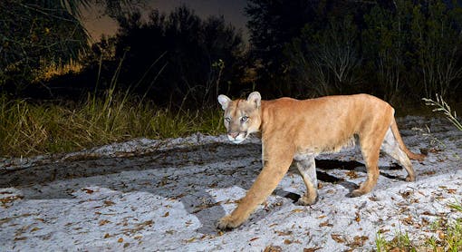 Florida Panther