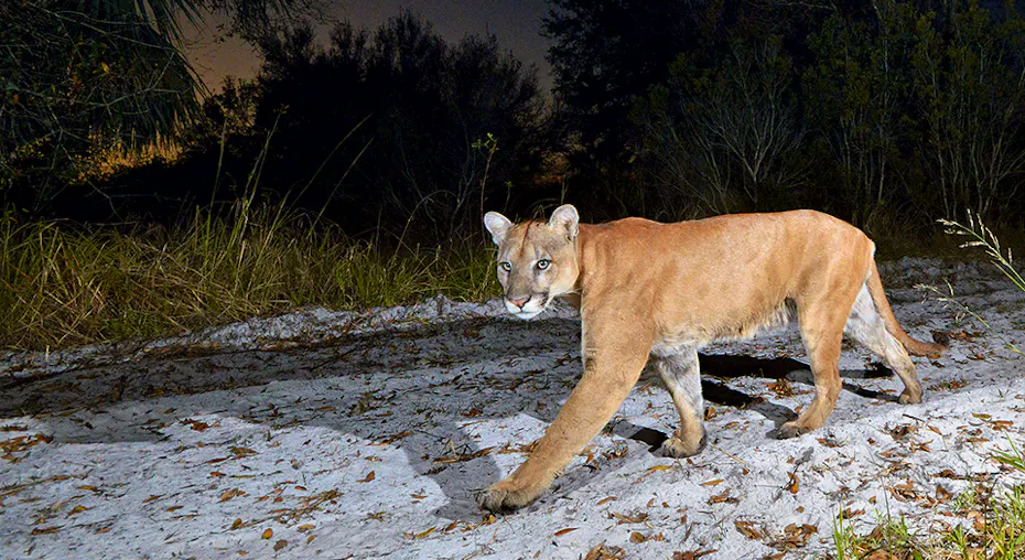 Animals on the Brink of Extinction | Defenders of Wildlife