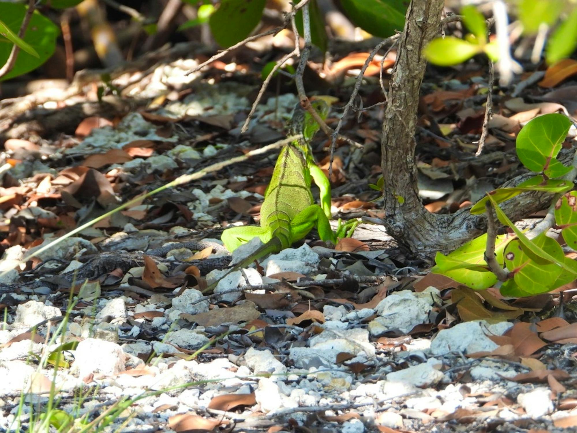 Green Iguana