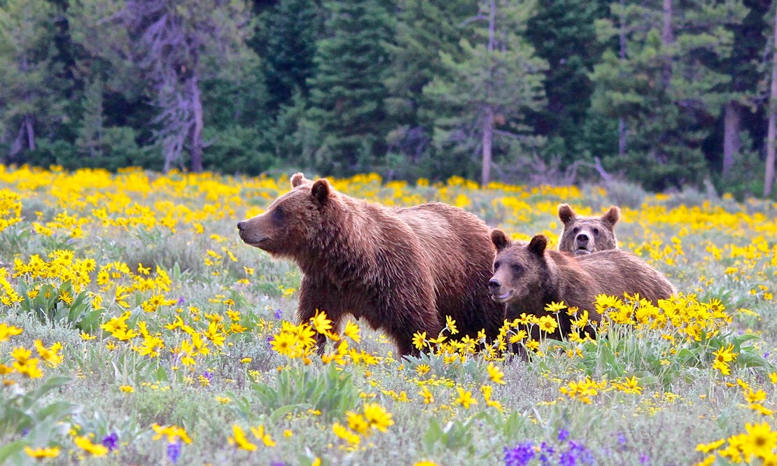 Grizzly mother and yearling cubs in Grand Teton NP in yellow flowers