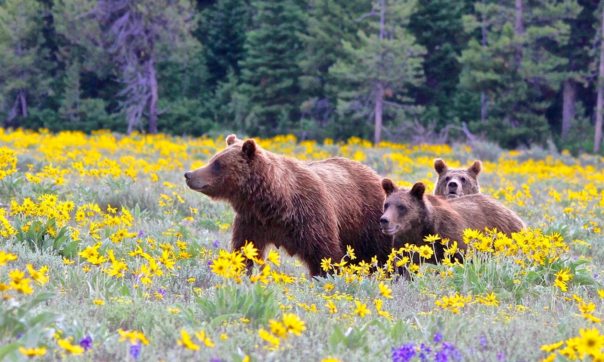 Grizzly mother and yearling cubs in Grand Teton NP in yellow flowers