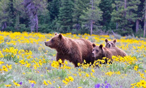 Grizzly mother and yearling cubs in Grand Teton NP in yellow flowers