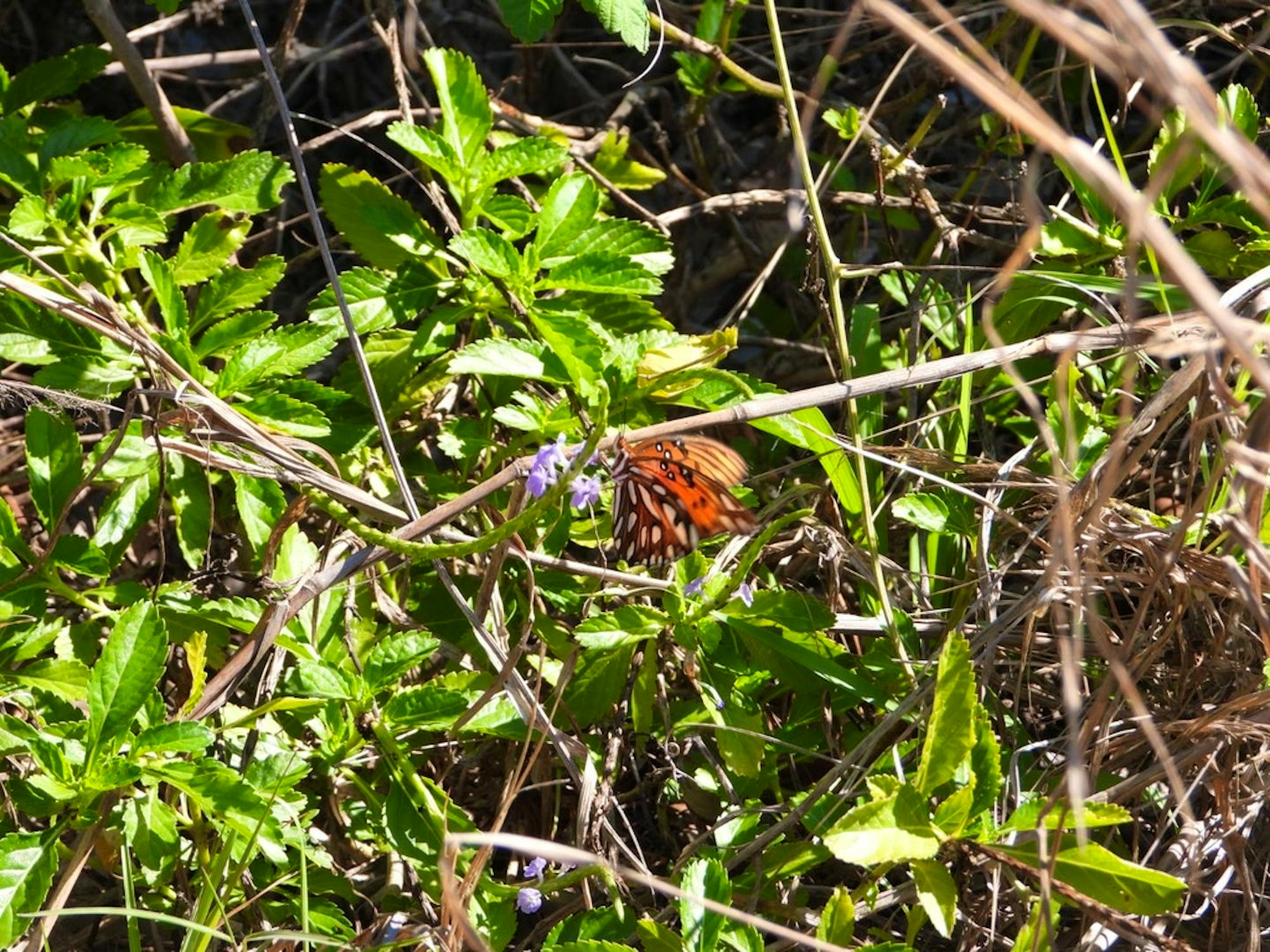 Gulf Fritillary