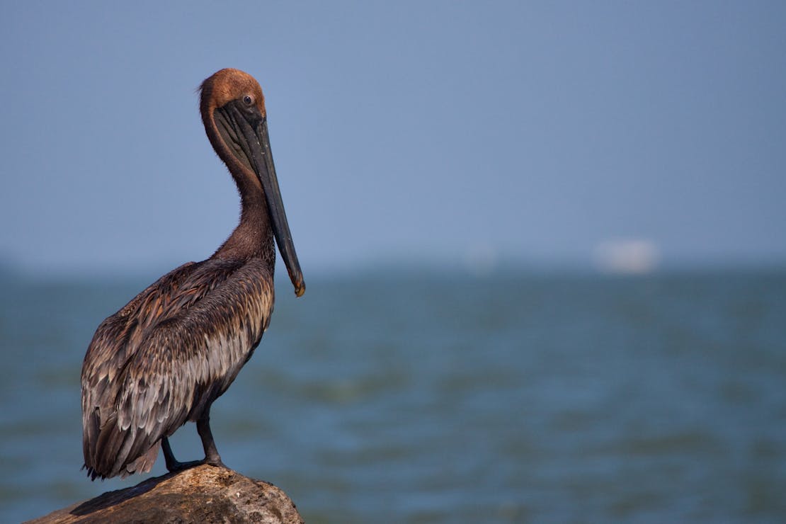 Oiled pelican in gulf after BP oil spill June 2010