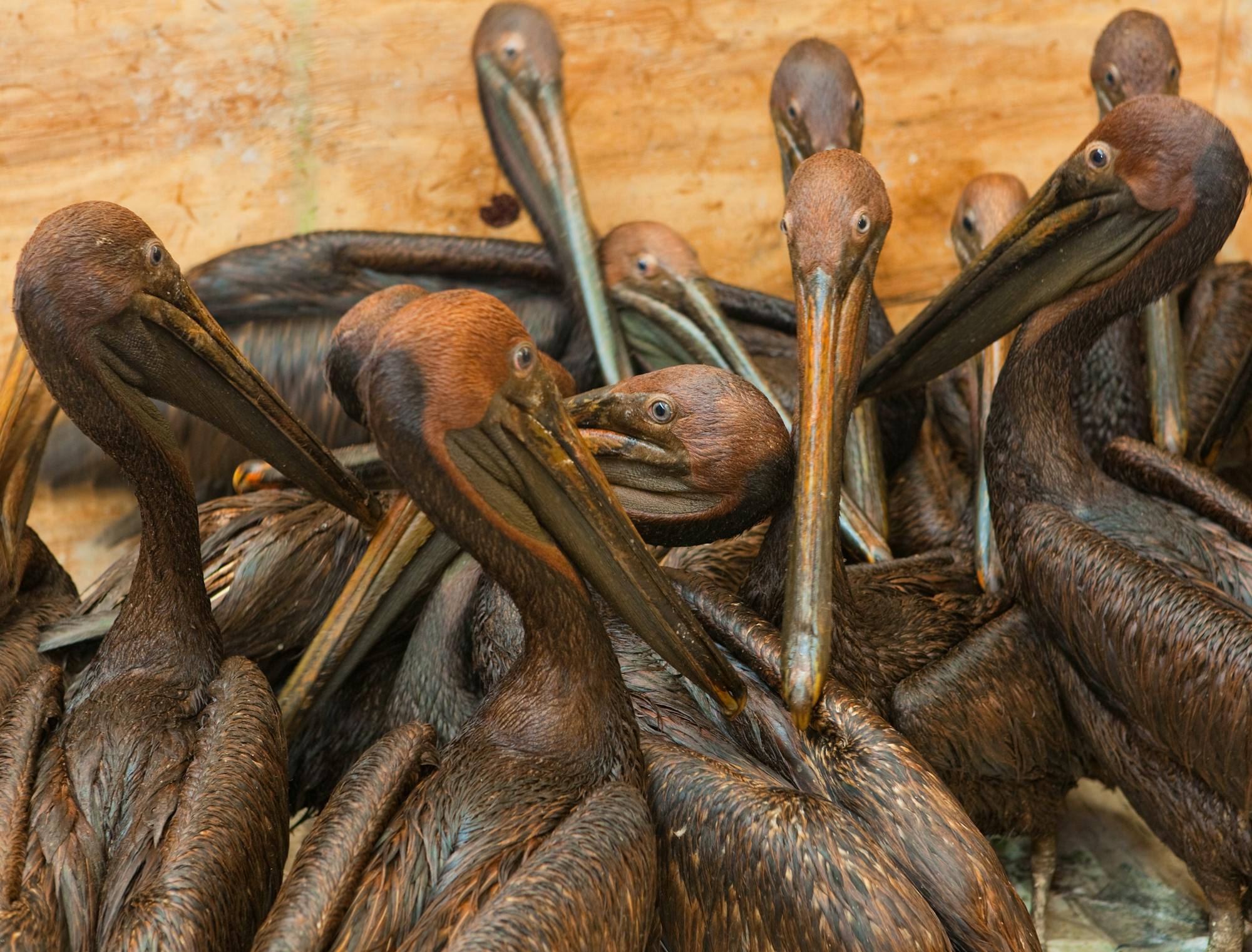 Oiled pelicans ready for cleaning after BP oil spill June 2010