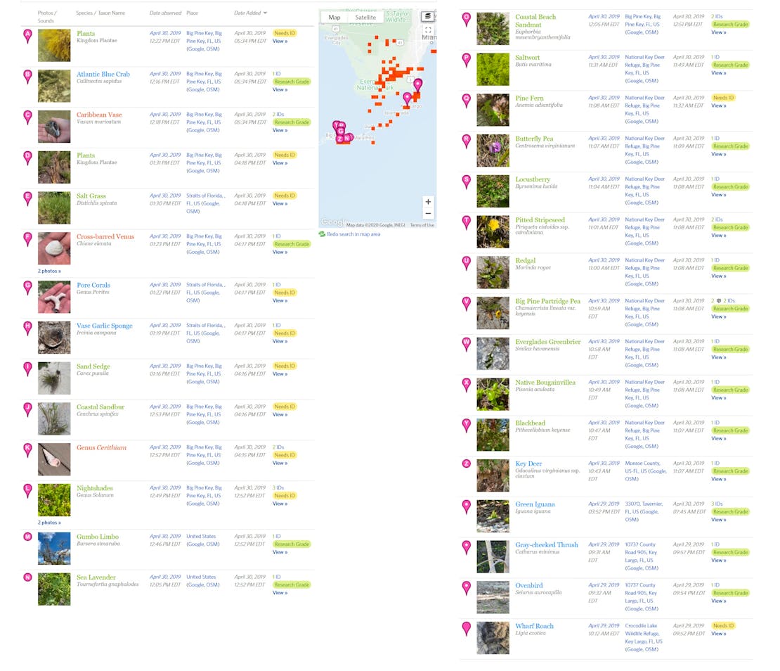 Jacob Malcom's 2019 City Nature Challenge Observations