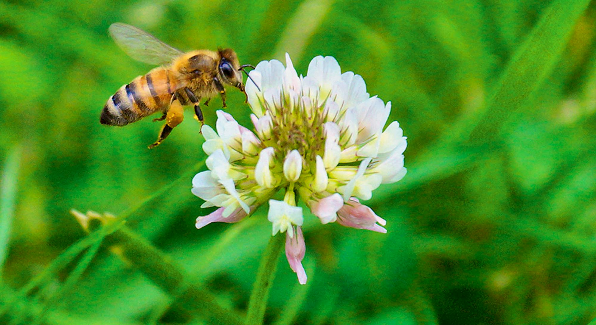 Pollinator on a flower