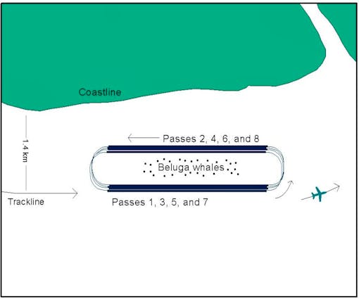 Racetrack flight pattern for counting Cook Inlet Belugas.  