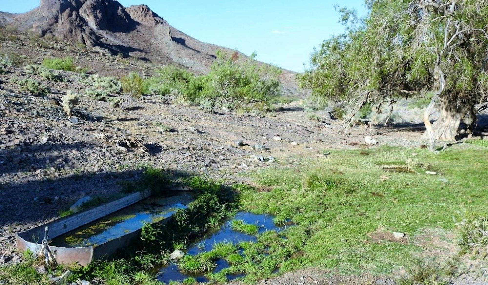 Shared Desert bighorn sheep and cattle use of developed waters at Kane Spring, within the Desert Willow Unusual Plant Assemblage, Ord-Rodman Desert Tortoise Critical Habitat Unit 