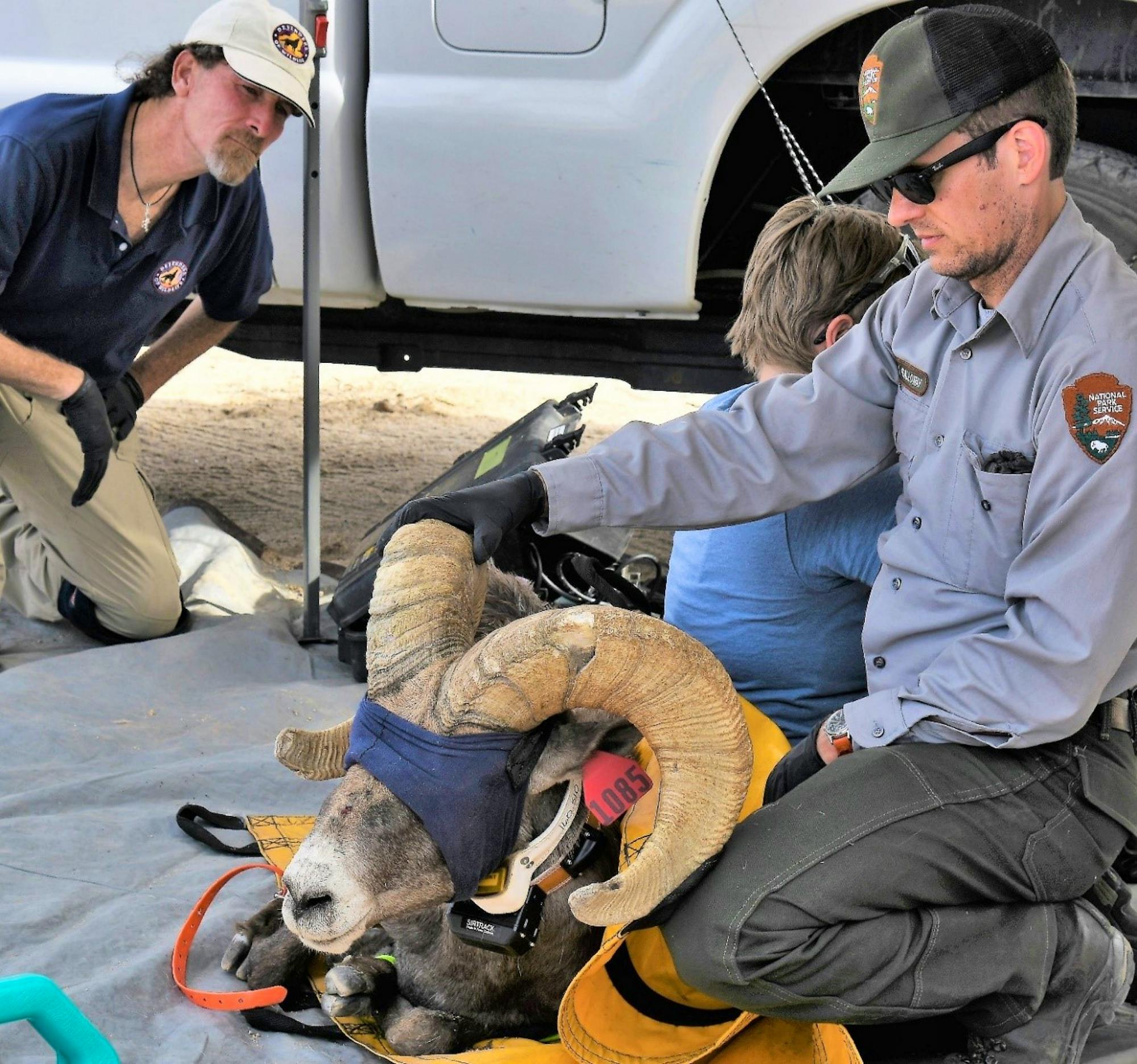 Tom Egan (rear, left), California Desert Representative for Defenders of Wildlife, overlooking CDFW Bighorn health processing in the Marble Mountains of the California Desert. 