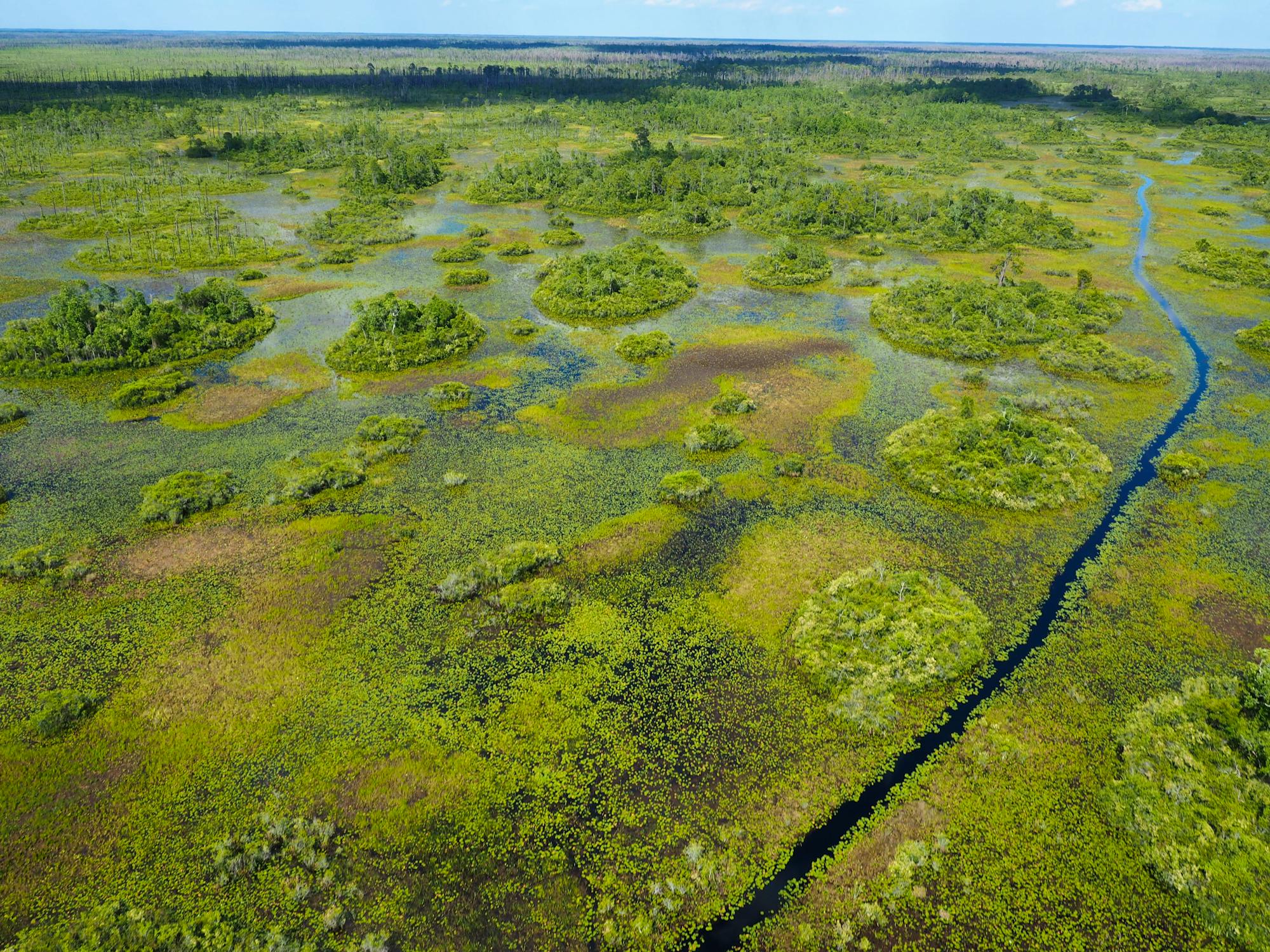 Wetland of Okefenokee NWR