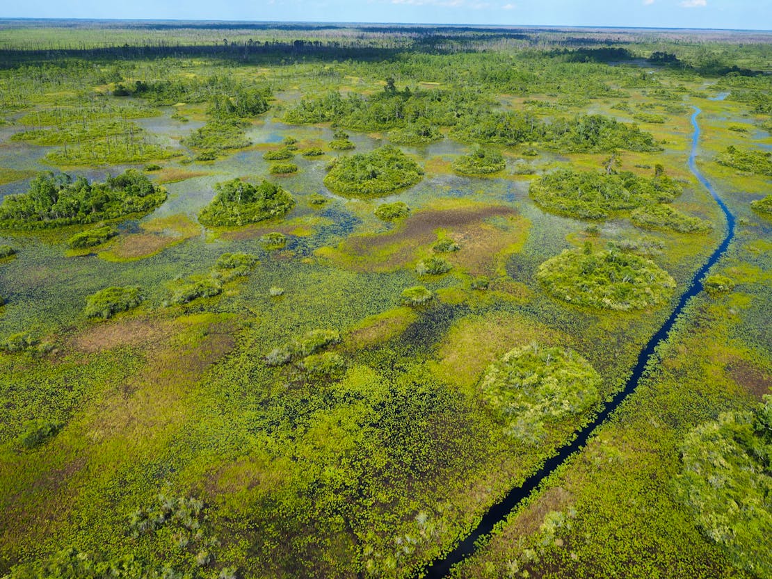 Wetland of Okefenokee NWR