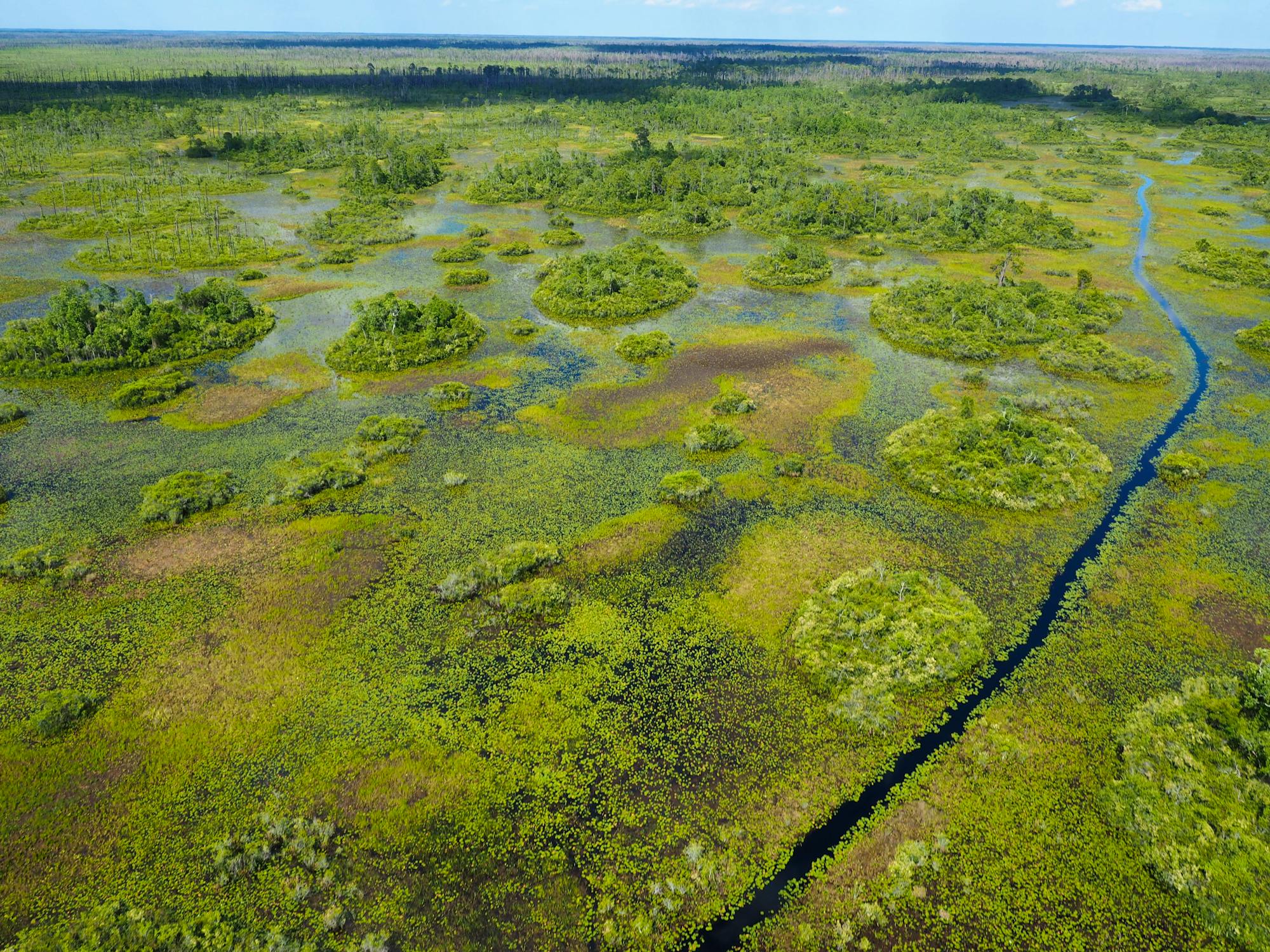 Wetland of Okefenokee NWR