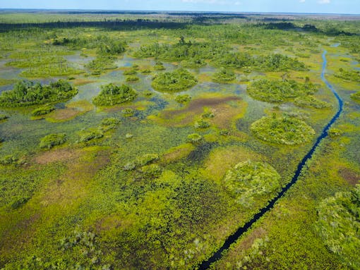 Wetland of Okefenokee NWR