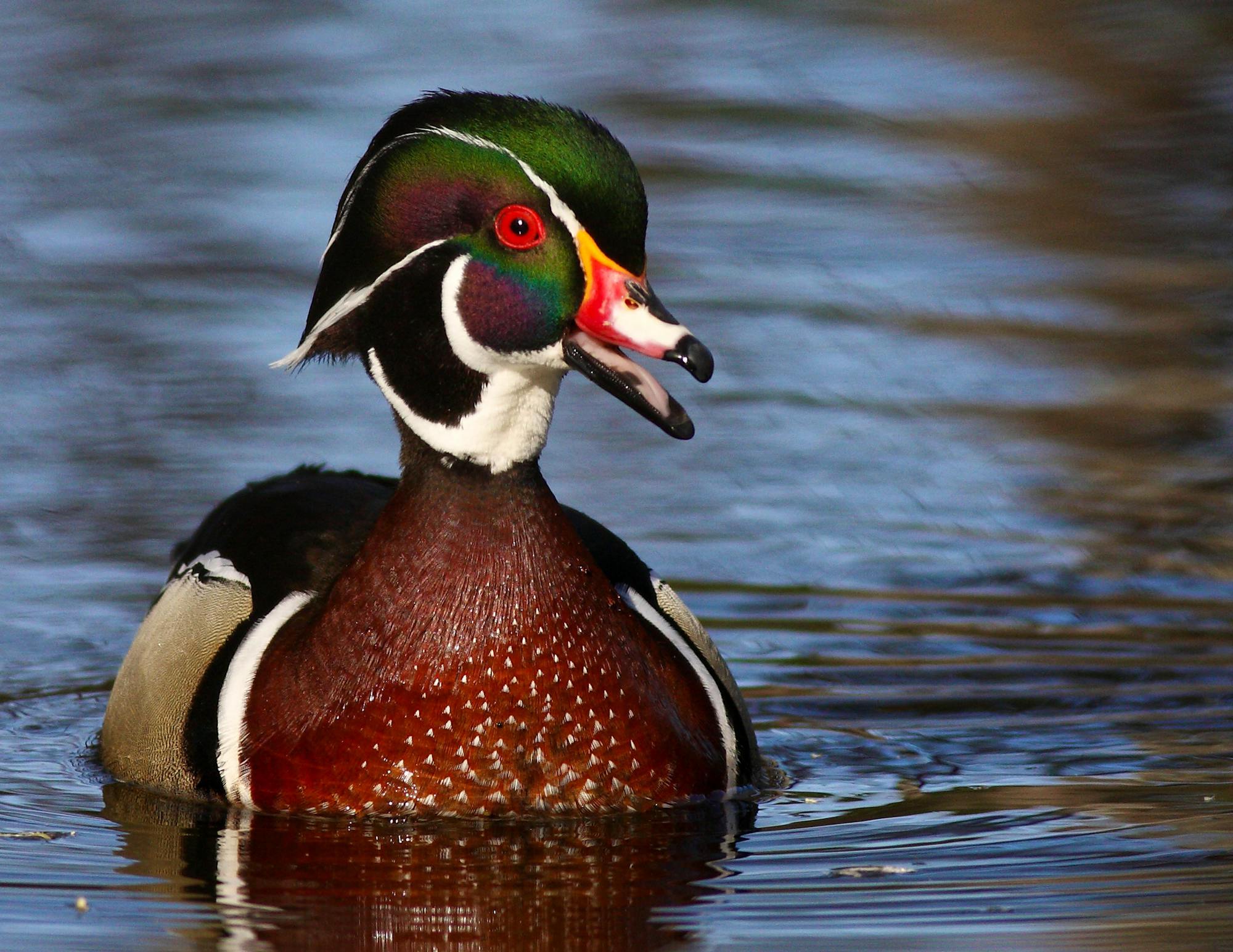 Wood duck in water